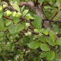 Gymnosporia emarginata (Willd.) Thwaites